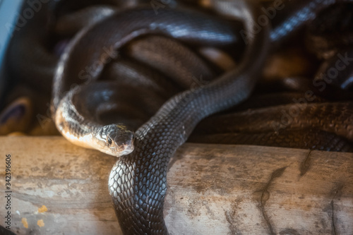 Billede på lærred king cobra or hamadryad