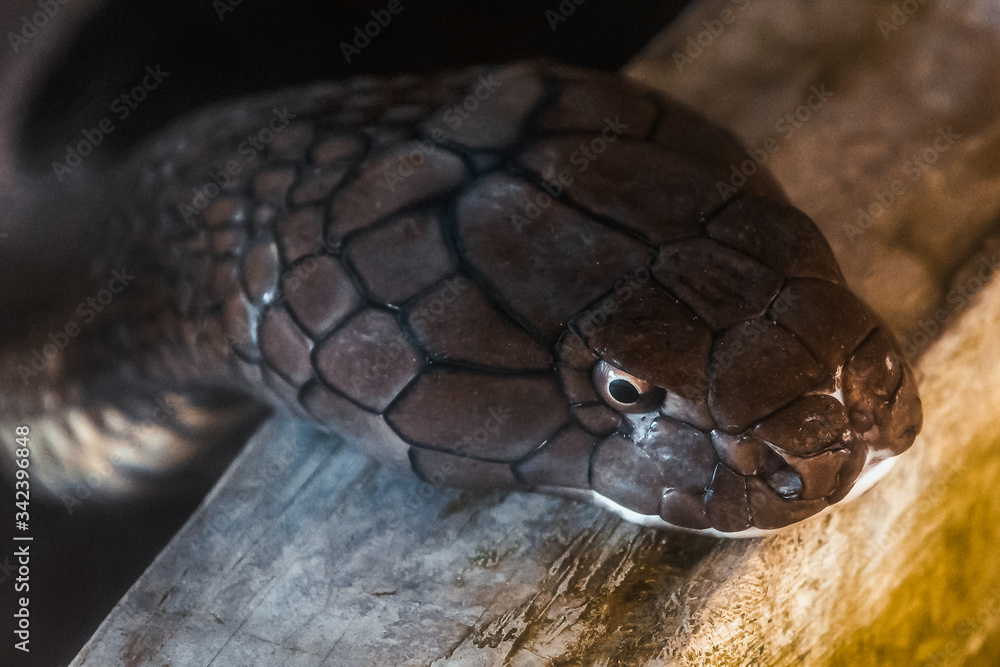 Obraz premium king cobra or hamadryad