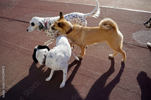 Dogs playing in the park