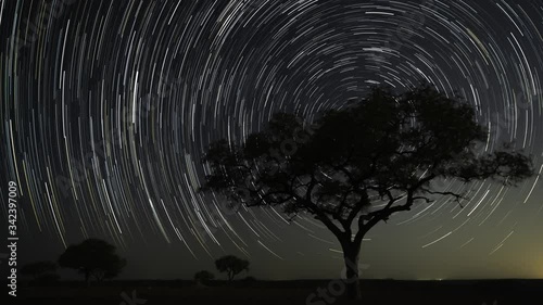 Star trail timelapse of African landscape with silhouette Marula (Sclerocarya birrea) tree against starry sky, southern twist (southern hemisphere), dark moon night.