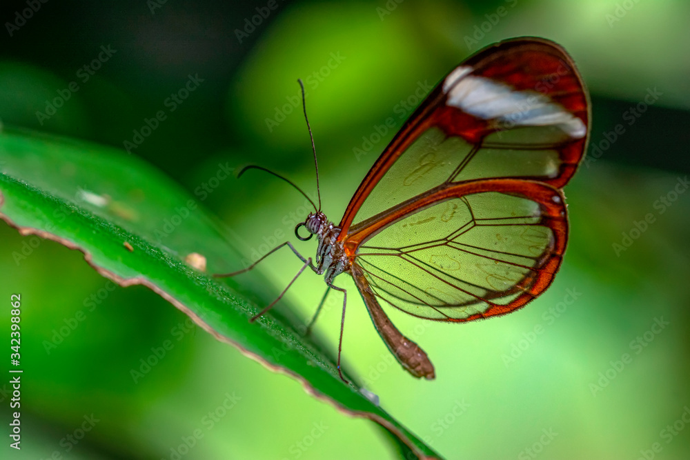 Closeup beautiful glasswing Butterfly (Greta oto) in a summer garden. Closeup beautiful glasswing Butterfly (Greta oto) in a summer garden.