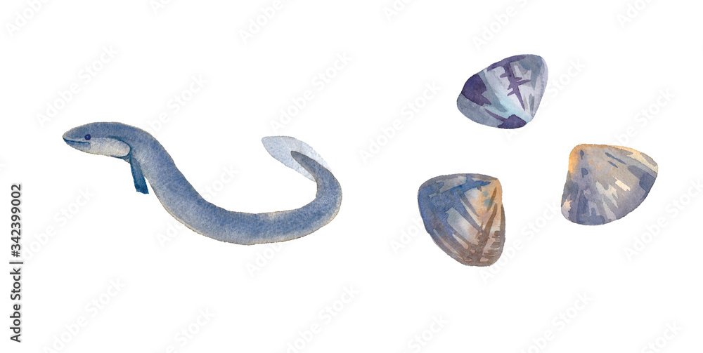 海のいきもの ウナギとアサリの水彩イラスト トレースベクター Stock Vector Adobe Stock