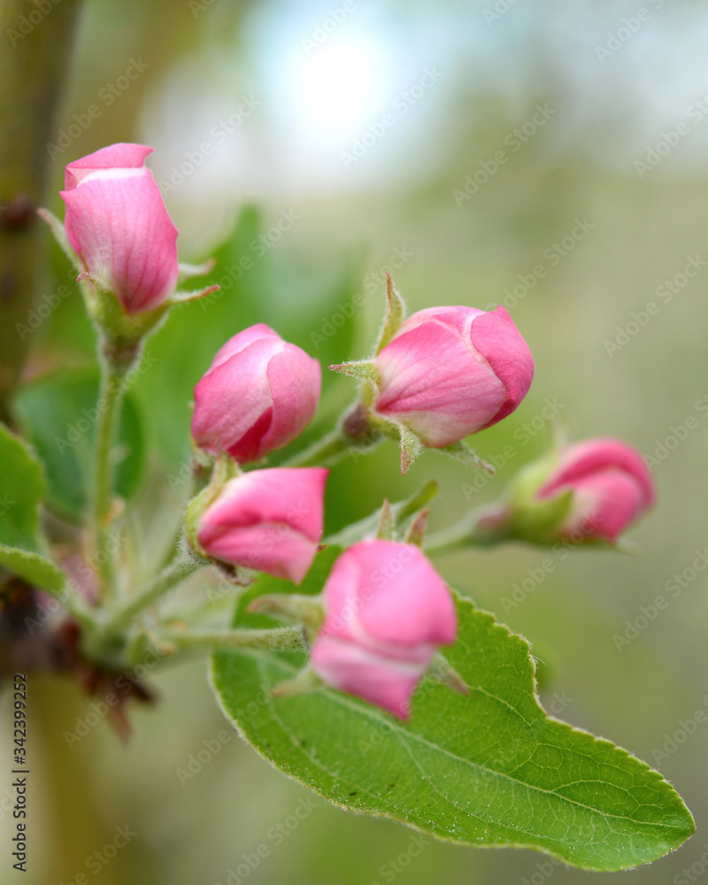 Blooming apple tree against a blue cloudy sky Blooming apple tree against a blue cloudy sky