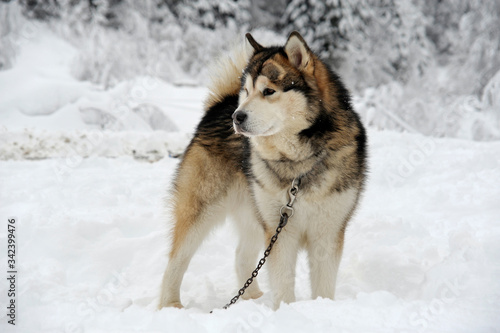 Photos malamute