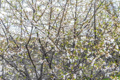 Flowering tree with open buds © Nariman