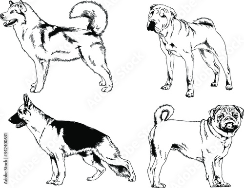 vector drawings sketches pedigree dogs in the racks drawn in ink by hand   objects with no background