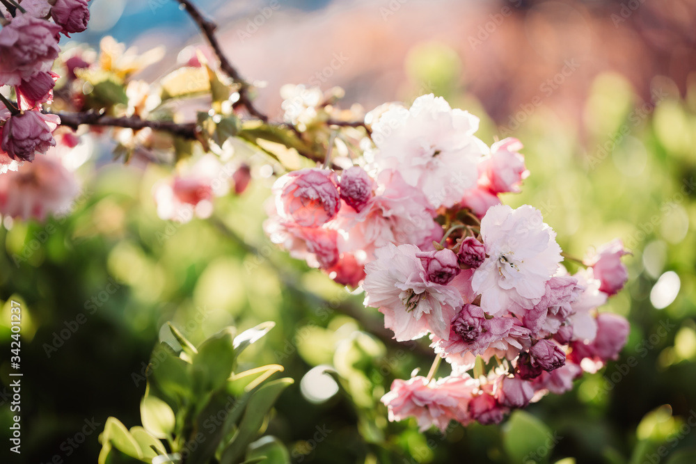 Obraz premium Cherry blossom in spring