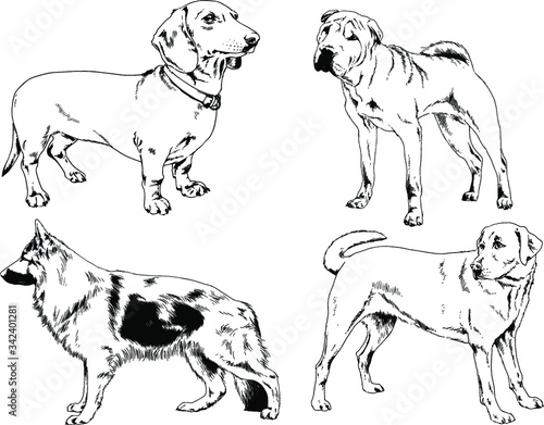 vector drawings sketches pedigree dogs in the racks drawn in ink by hand   objects with no background