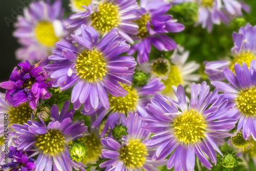 purple flowers in the garden