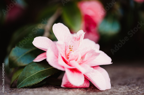 Pink Camellia Sasanqua on concrete