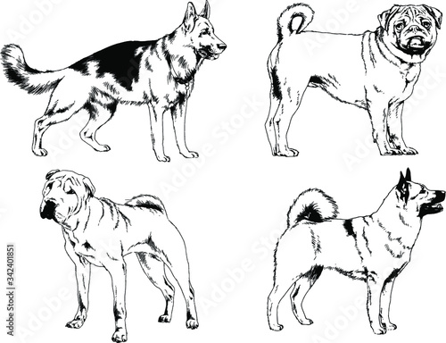 vector drawings sketches pedigree dogs in the racks drawn in ink by hand   objects with no background