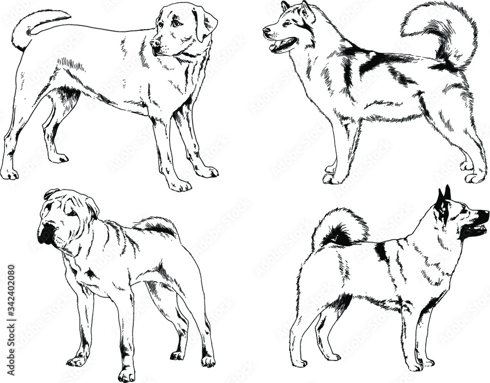 vector drawings sketches pedigree dogs in the racks drawn in ink by hand , objects with no background