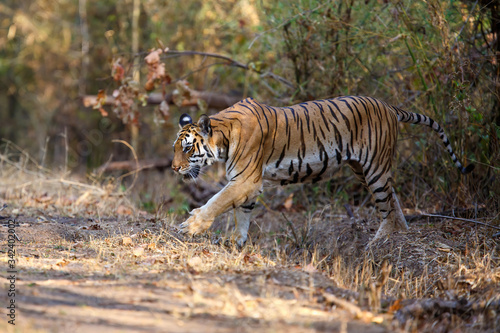 Tiger female walking in the forest of Kanha National Park in India