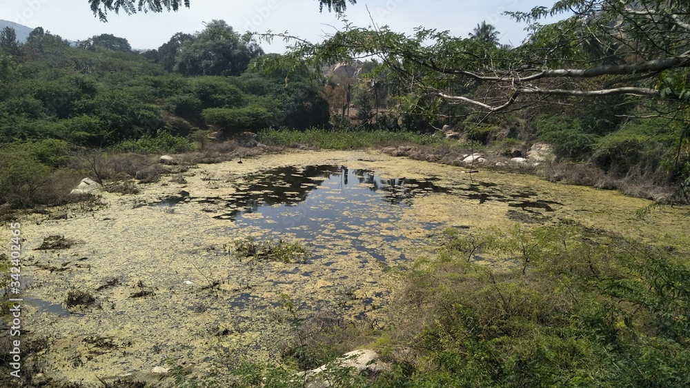 Lake water is polluted with water weeds and algae Lake water is polluted with water weeds and algae