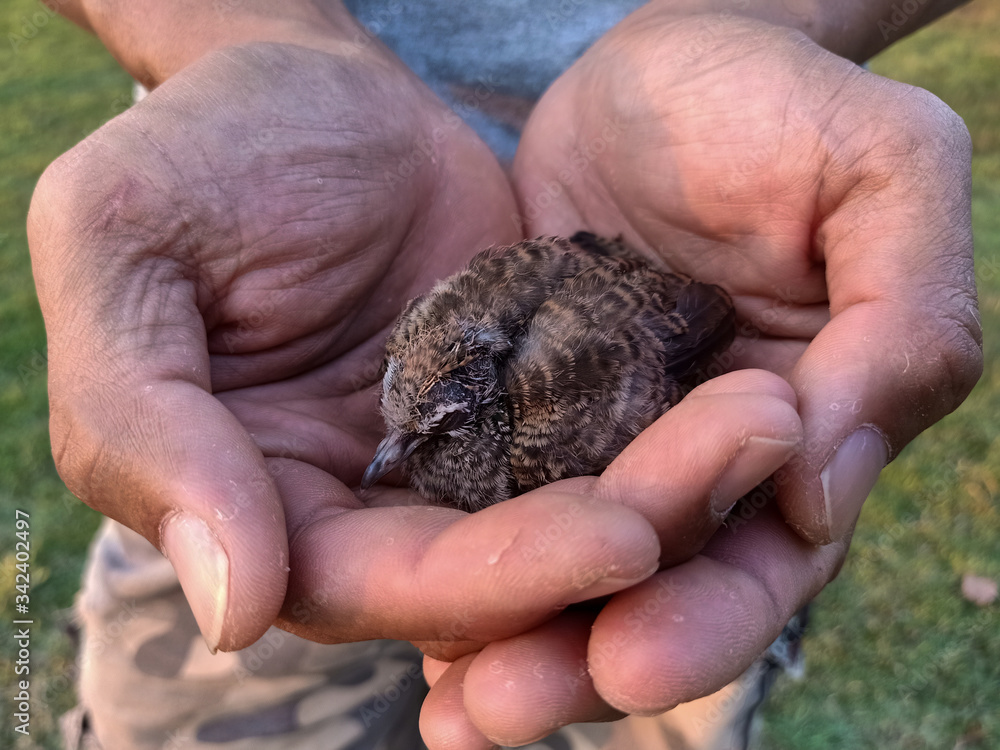 Baby bird in the hand.