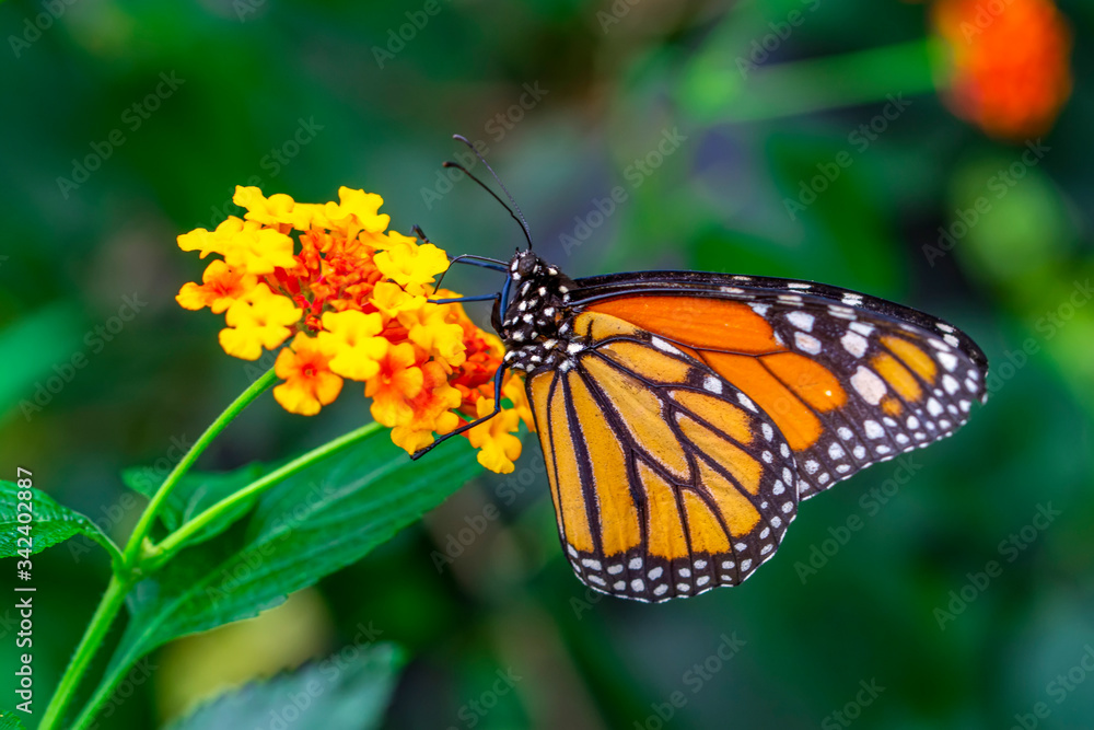 Monarch, Danaus plexippus is a milkweed butterfly (subfamily Danainae) in the family Nymphalidae butterfly in nature habitat. Monarch, Danaus plexippus is a milkweed butterfly (subfamily Danainae) in the family Nymphalidae butterfly in nature habitat.