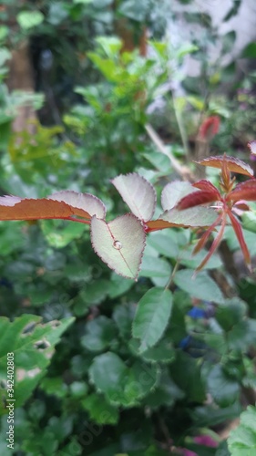 roseleaf photo