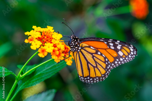 Monarch, Danaus plexippus is a milkweed butterfly (subfamily Danainae) in the family Nymphalidae butterfly in nature habitat. © blackdiamond67