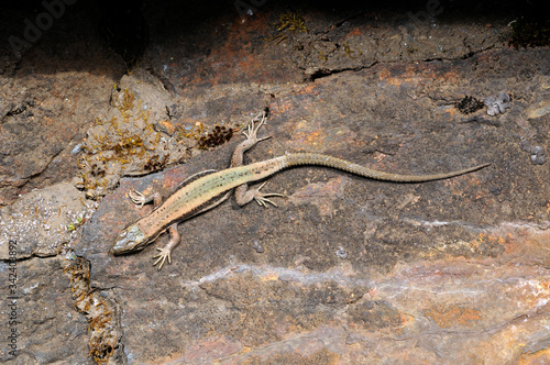 Iberische Gebirgseidechse (Iberolacerta aranica) - Aran rock lizard - Val-d’Aràn, Spanien / Spain  photo