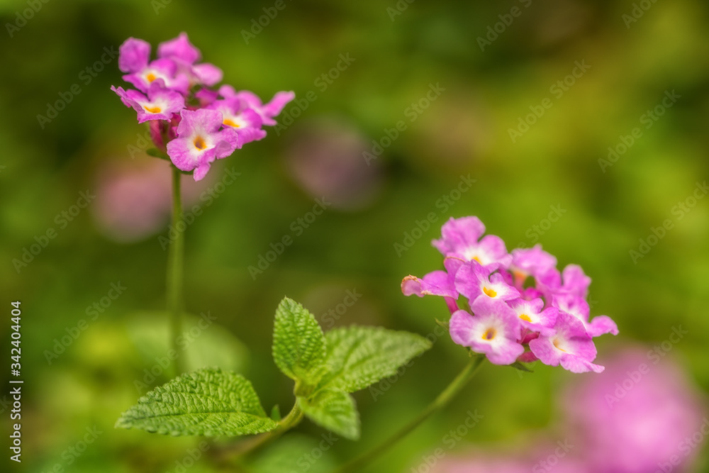 purple flowers on green background purple flowers on green background