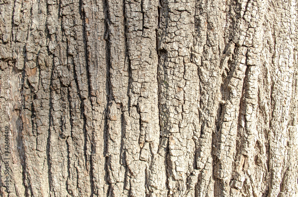 Tree bark close-up. Old bark with cracks. Brown natural wood background. Selective focus image. Copy space. Place for text.
Tree bark close-up. Old bark with cracks. Brown natural wood background. Selective focus image. Copy space. Place for text.