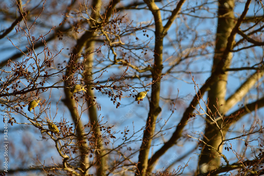 Obraz premium Flock of pine siskin sitting and eating fruits and seeds on the tree 
