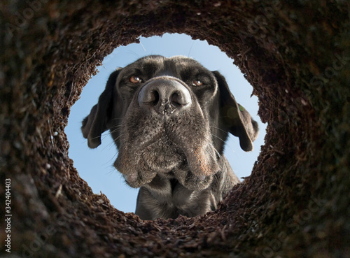 Dog peeking into a dirt hole in the ground, view from underground.