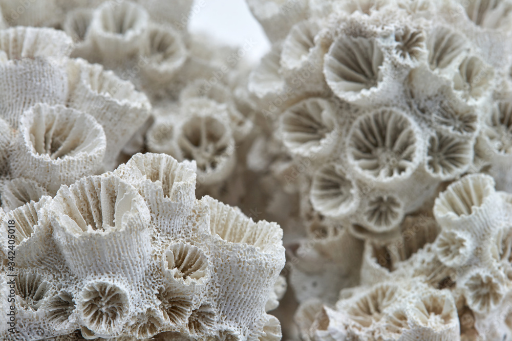 coral skeleton closeup texture structure macro on white background coral skeleton closeup texture structure macro on white background