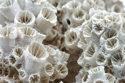 coral skeleton closeup texture structure macro on white background