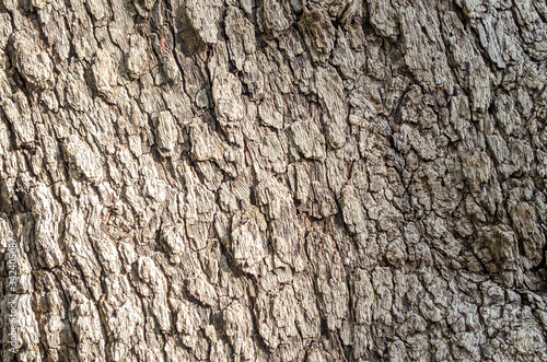 Tree bark close-up. Old bark with cracks. Brown natural wood background. Selective focus image. Copy space. Place for text. 