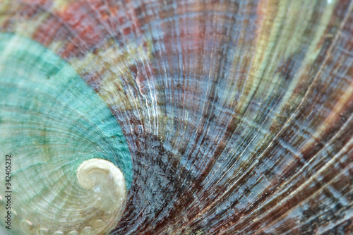 seashell perl rainbow texture macro closeup background