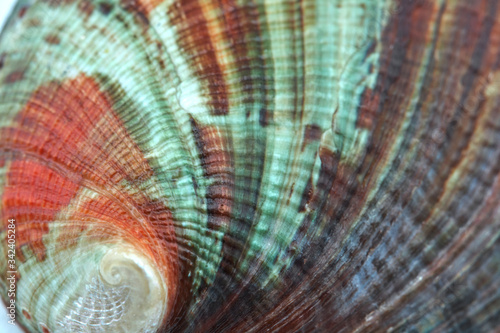 seashell perl rainbow texture macro closeup background