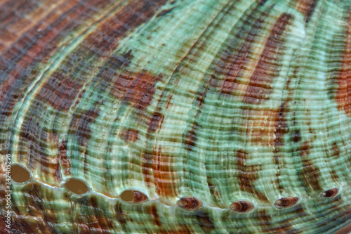 seashell perl rainbow texture macro closeup background