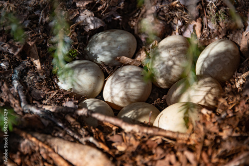 Mallard duck nest under tree with 9 freshly laid eggs