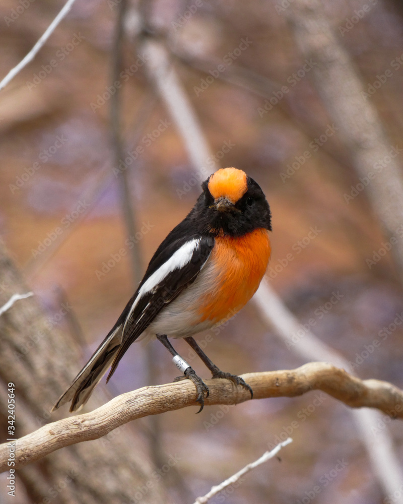Fototapeta premium Alice Springs, Australia