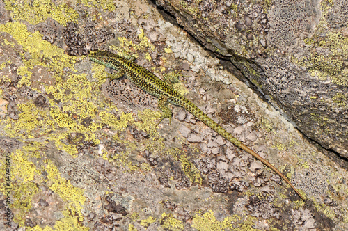 Cyren’s Rock Lizard / Spanische Gebirgseidechse (Iberolacerta cyreni castiliana), Sierra de Gredos, Spain / Spanien photo