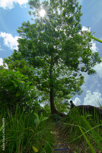 tree in the park