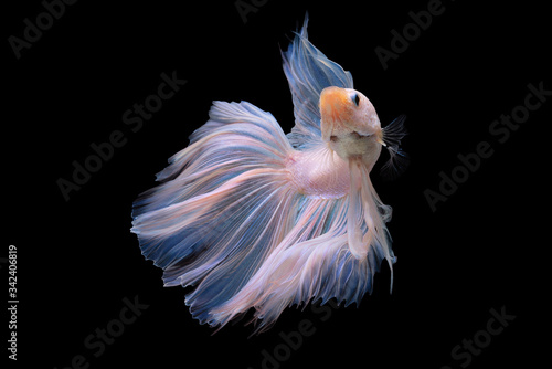 Beautiful colors"Halfmoon Betta" capture the moving moment beautiful of red Fighting fish siam betta fish in thailand on black background