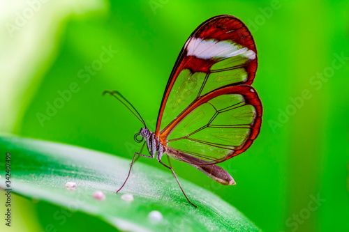 Closeup beautiful glasswing Butterfly (Greta oto) in a summer garden. © blackdiamond67