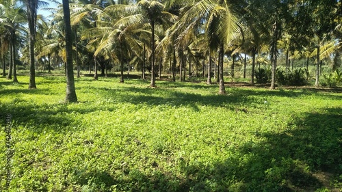 Agricultural field in south India. Coconut plantation in india