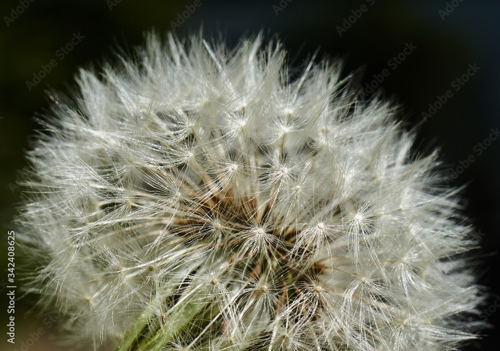 Fototapeta premium dandelion, flying seed of the dandelion, scientifically Taraxacum officinale, in a dense inflorescence, behind dark background