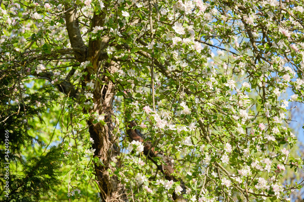 Closeup of a beautfiul flowering apple tree with bright white blossoms in a green garden against clear blue sky. Seen in Bavaria in Germany in April. Closeup of a beautfiul flowering apple tree with bright white blossoms in a green garden against clear blue sky. Seen in Bavaria in Germany in April.