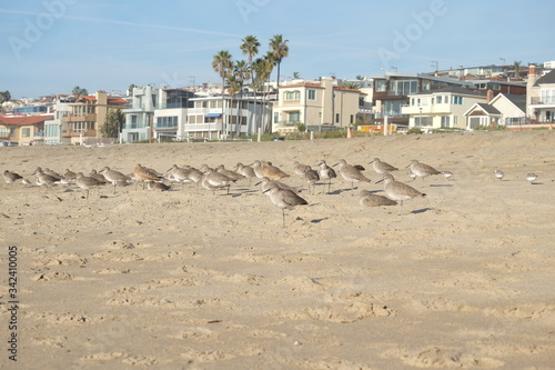 Birds on the beach. Beach birds of California.