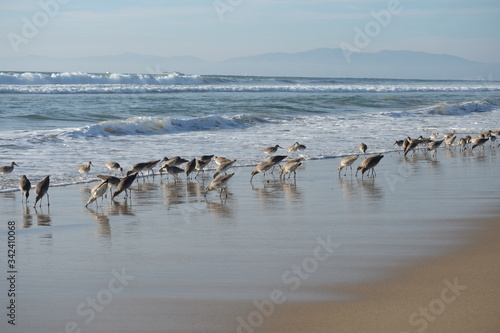 Birds on the beach. Beach birds of California.
