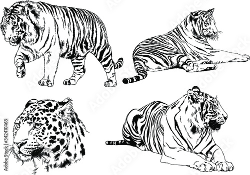 set of vector drawings on the theme of predators tigers are drawn by hand with ink tattoo logos