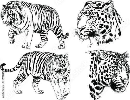 set of vector drawings on the theme of predators tigers are drawn by hand with ink tattoo logos