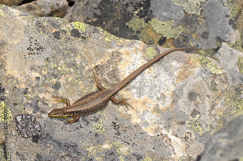 Leonese rock lizard, female - Galans Gebirgseidechse, Weibchen (Iberolacerta galani), Peña Trevinca, Spain / Spanien photo