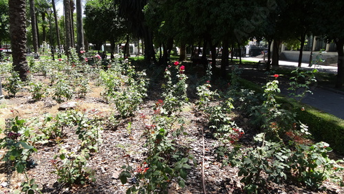 Cordova is a beautiful city in Andalusia, Spain