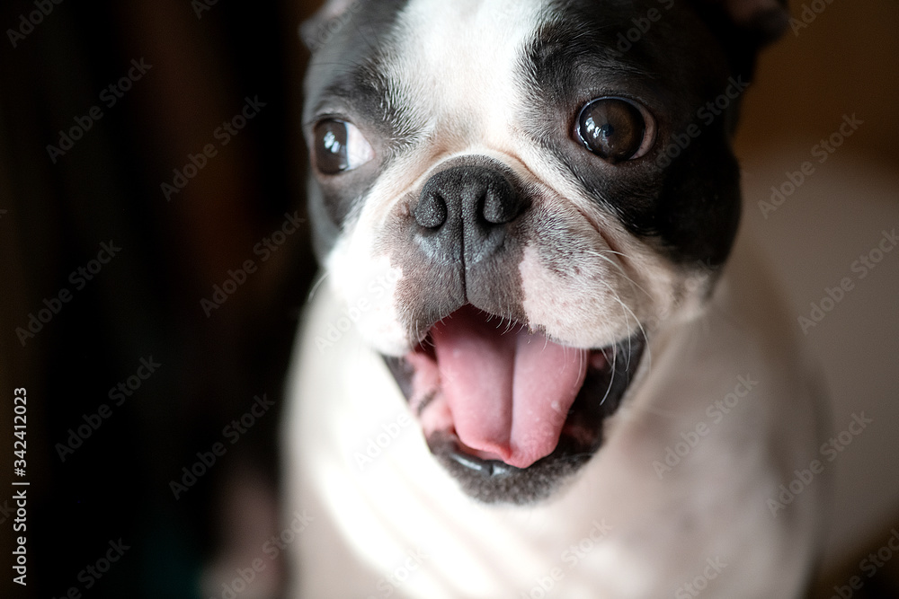 Close-up portrait of a funny and happy Boston Terrier dog with an open mouth.