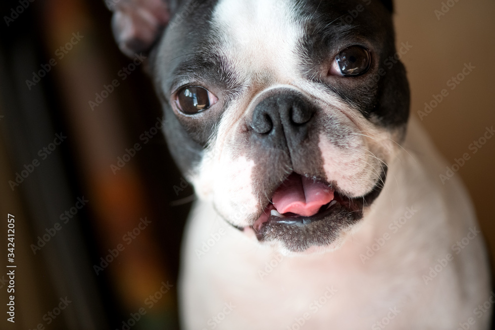 Close-up portrait of a funny and happy Boston Terrier dog with an open mouth.